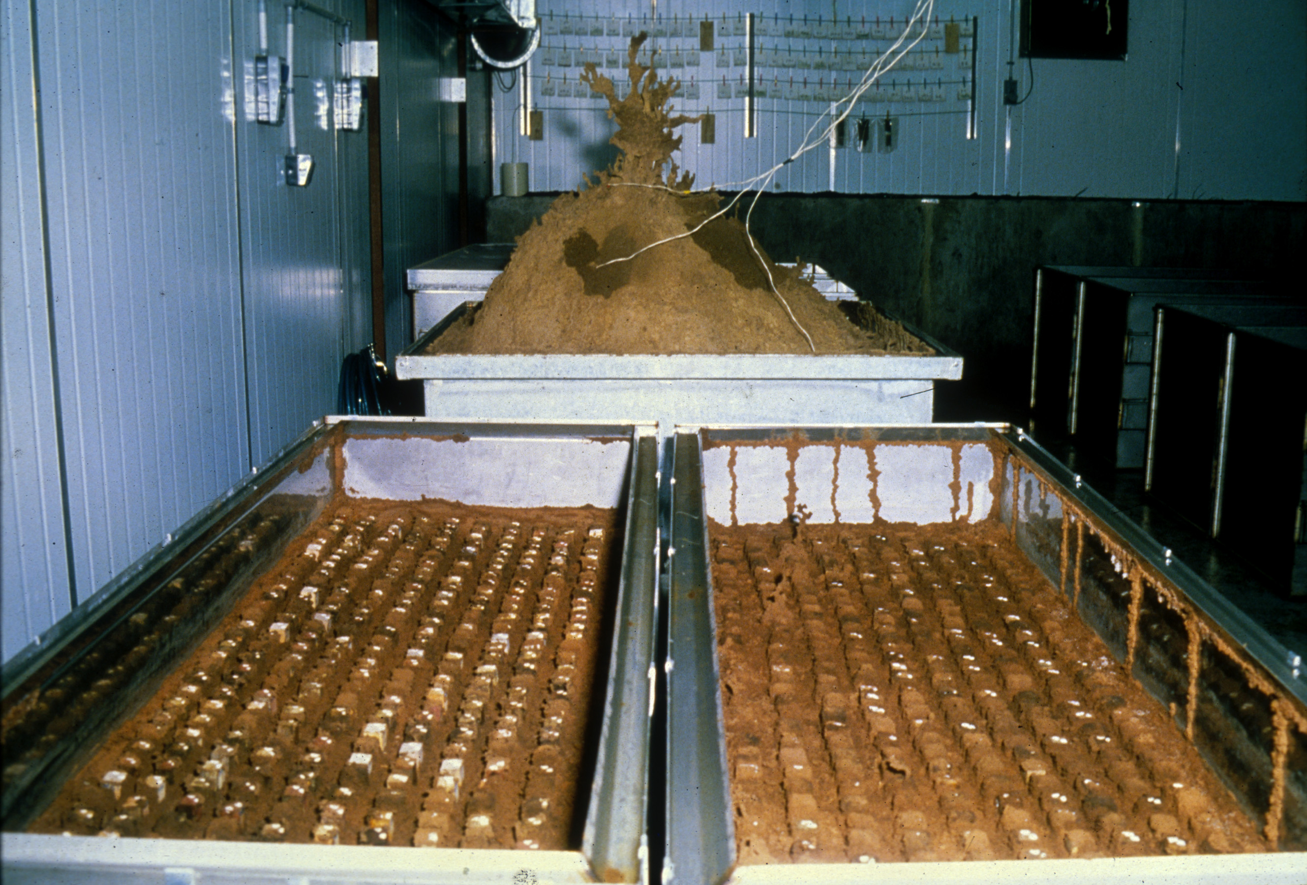 Termite research at The Commonwealth Scientific and Industrial Research Organisation (CSIRO) Date and Photographer unknown